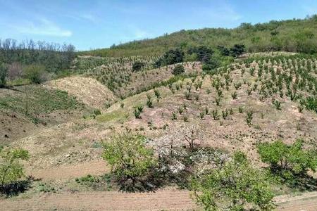 其他林地属于什么用地