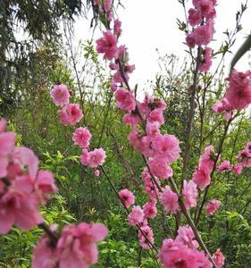 艳丽的桃花后面接什么