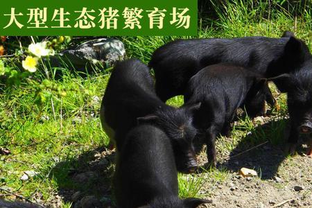 养10头藏香猪一年可以下多少猪仔