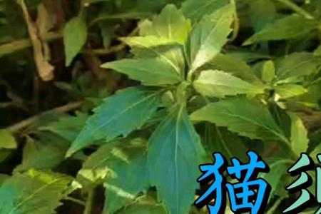 猫须草是不是臭花菜