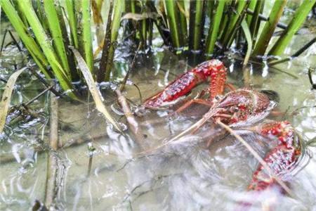 观赏小龙虾喂什么食物