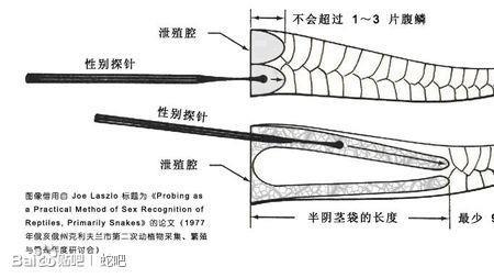 母仓是什么意思