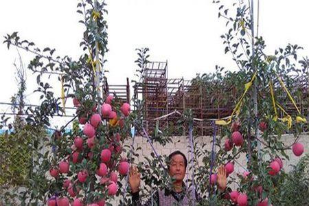 苹果树什么时候压条