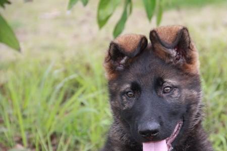 东德牧羊犬两年还能训吗