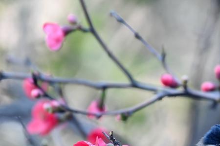 鸟语花香是什么短语