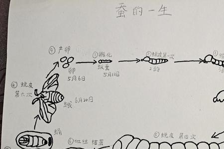 蚕卵变化的时间