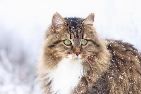 东北有野生的西伯利亚猫吗