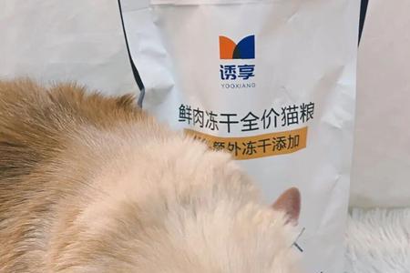 泰迪偷吃猫粮怎么办