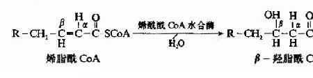 NaCO3的电子式