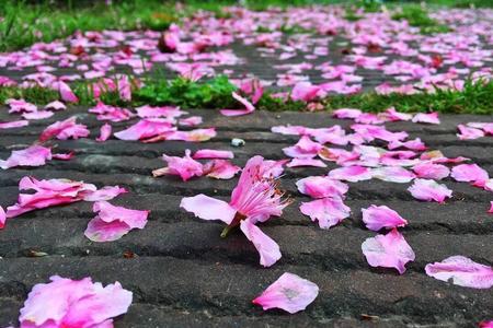 园中花落谁流泪求下联