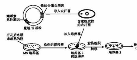 转基因的基本原理