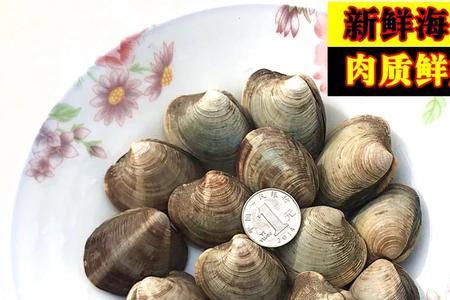 四不像的贝壳是什么