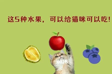 猫可以吃柑子吗