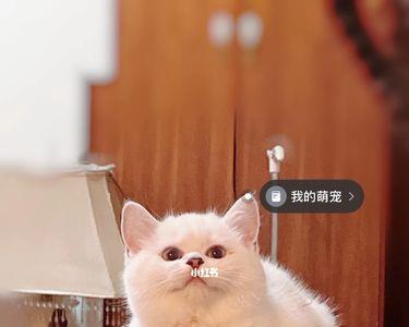 拿破仑猫会发腮吗