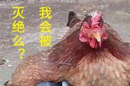 鸡效应是什么意思