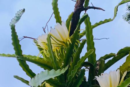 霸王花与火龙果花哪种好吃