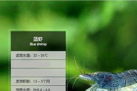淡水虾怎么养鱼缸