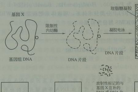 Southern印迹法的基本步骤是什么