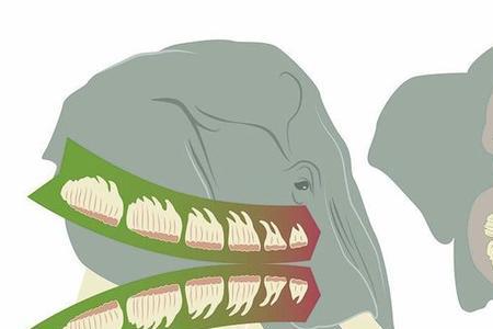 大象一生换几次牙
