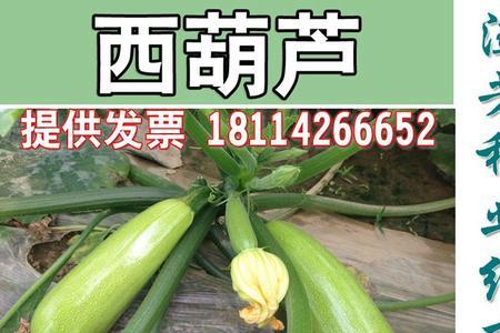 葫子是西葫芦吗