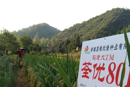 川优919水稻种介绍