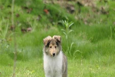 和苏格兰牧羊犬相似的狗