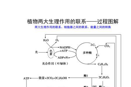 光合作用和呼吸作用的关系