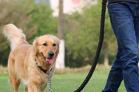 公共场所宠物犬不拴绳怎么处理