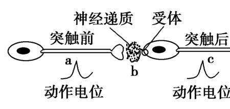 二氧化碳可以做神经递质吗