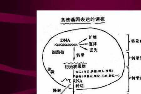 基因的表达意义