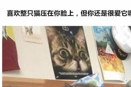 年轻人养猫的危害