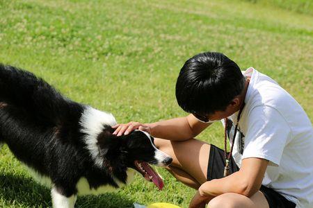 边牧多大可以玩飞盘