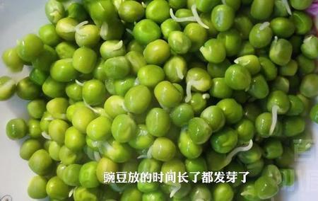 豌豆生根发芽的样子怎么写