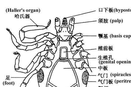 牛蜱与蜱虫的区别