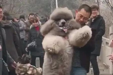 贵宾犬最大能长多少斤