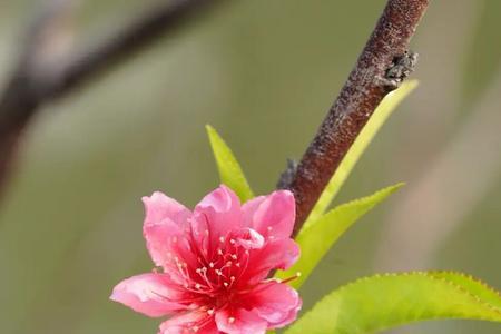 春来遍地桃花水是什么意思