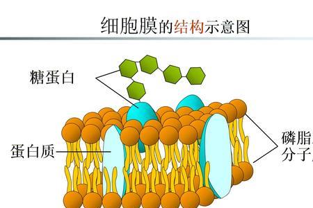 no为什么是脂溶性物质