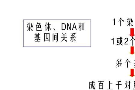 dna四种碱基名称及数量特点