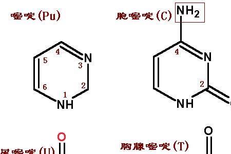 碱基是有机物吗