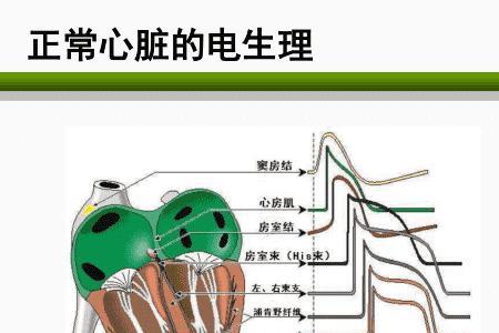 除颤的读音和意思