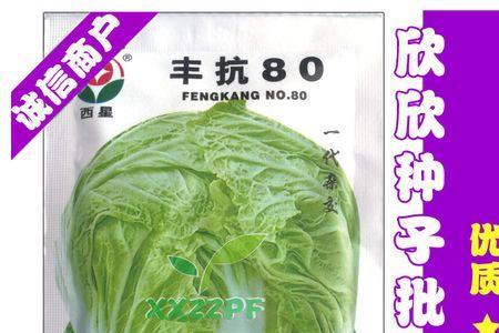 新丰抗80大白菜品种介绍