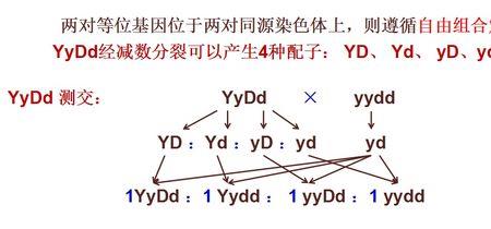 自交测交杂交的区别及应用