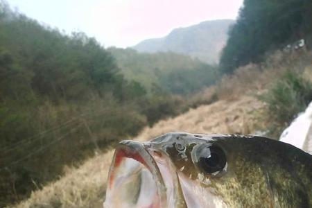 夏天水库钓鲈鱼的最佳方法