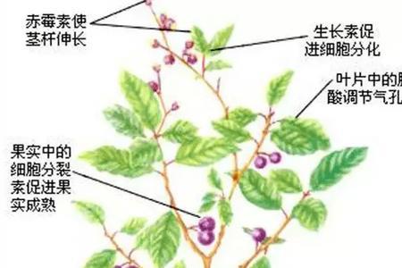 芸苔素对柠檬树的应用