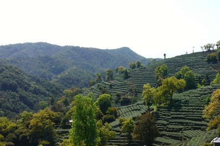 狮峰龙井什么时候采