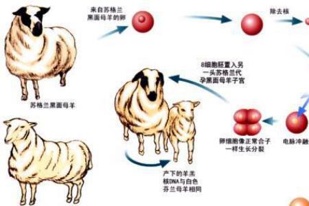 系统克隆和迁移的区别