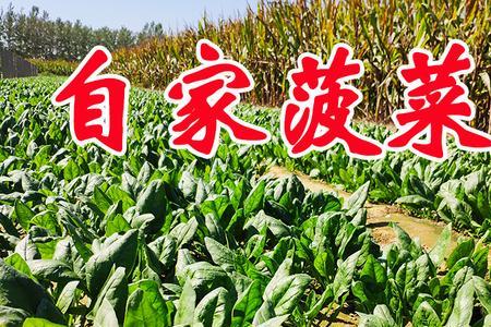 四川的大叶青菜北方可以种植吗