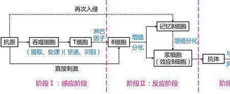 生长素为什么叫aa