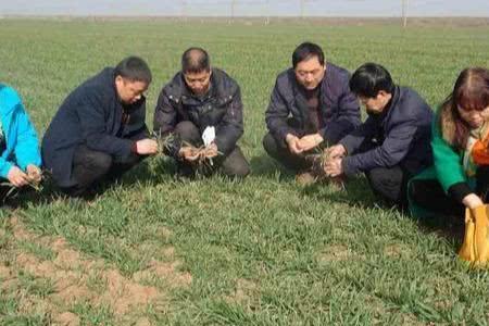 河南平顶山小麦播种时间