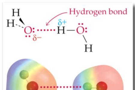 生物氢键是什么